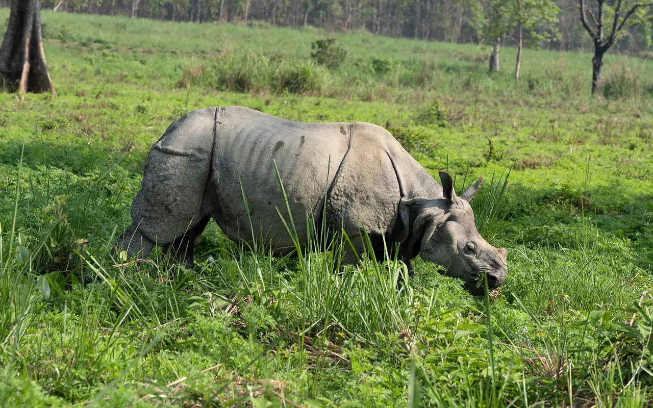 Nepal Wildlife And National Parks