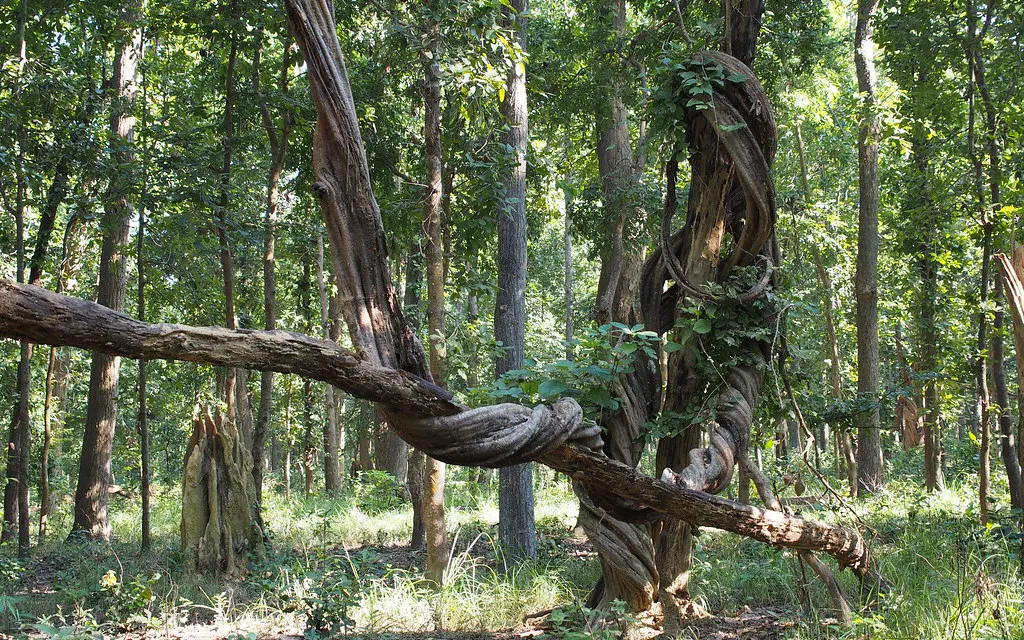 Nepal Wildlife Conservation Areas