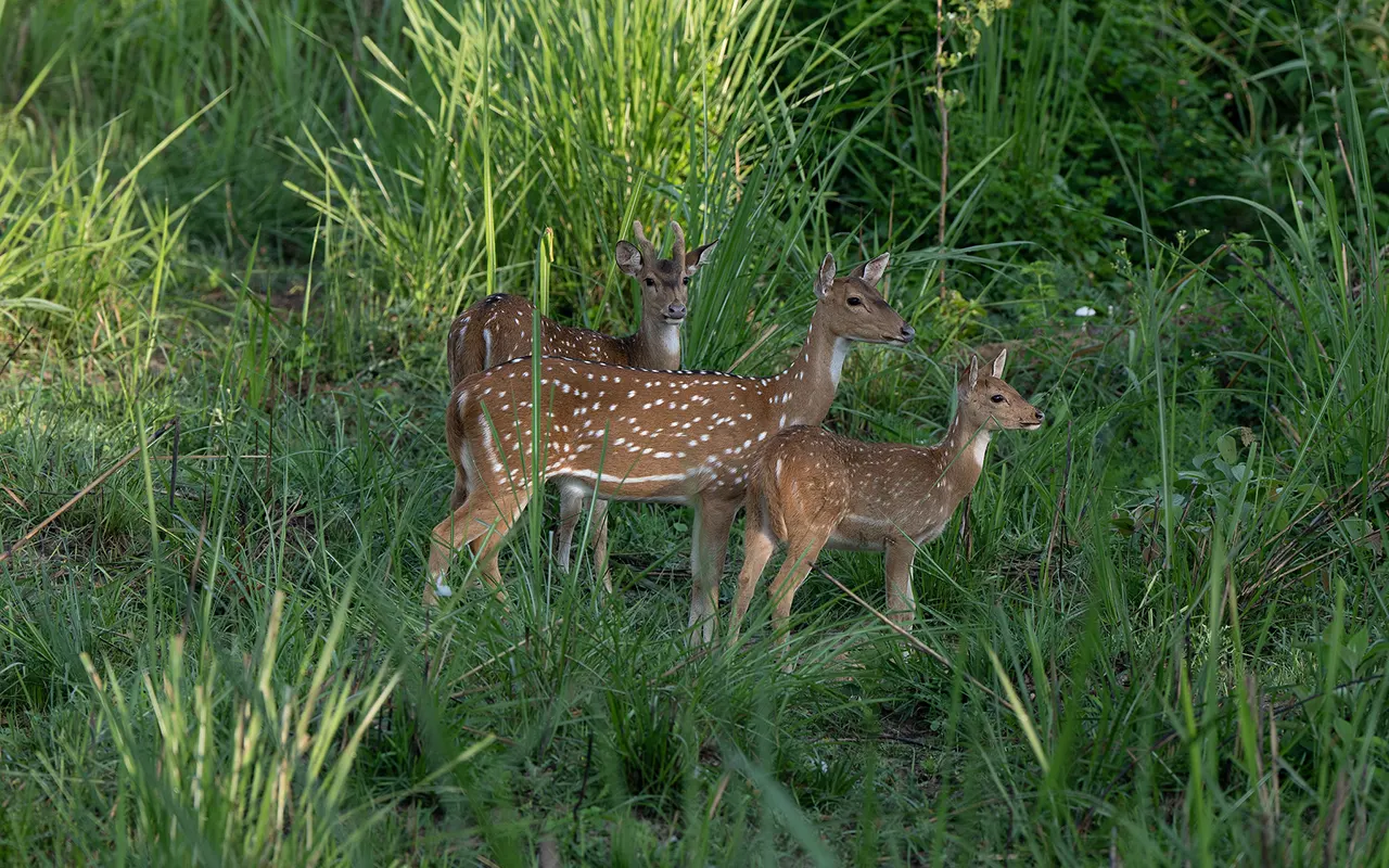 Wildlife Conservation Areas Nepal